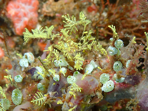 Decorator Crab - Achaeus spinosus Nudi Falls, Lembeh. This one is covered in yellow hydroids. I still need to find which species.
https://www.jungledragon.com/image/76470/decorator_crab_-_achaeus_spinosus.html Achaeus spinosus,Geotagged,Indonesia,Spring