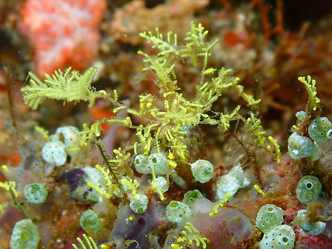 Decorator Crab - Achaeus spinosus Nudi Falls, Lembeh. A second pic of the same crab, In case you wonder the head and the two creamy-orange eyes are in the middle of the picture :-) Achaeus spinosus,Geotagged,Indonesia,Spring