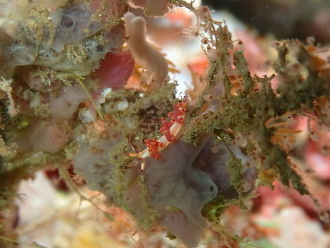 Flabellina rubrolineata Nudi Falls, Lembeh,
 Coryphellina rubrolineata,Geotagged,Indonesia,Red-lined flabellina,Spring