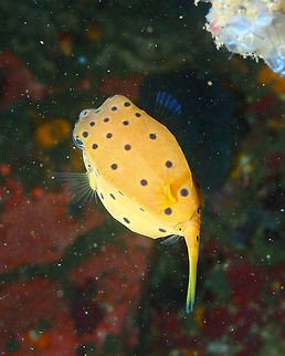 Juvenile Yellow Boxfish - Ostracion cubicus Nudi Falls, Lembeh. Geotagged,Indonesia,Ostracion cubicus,Spring,Yellow boxfish
