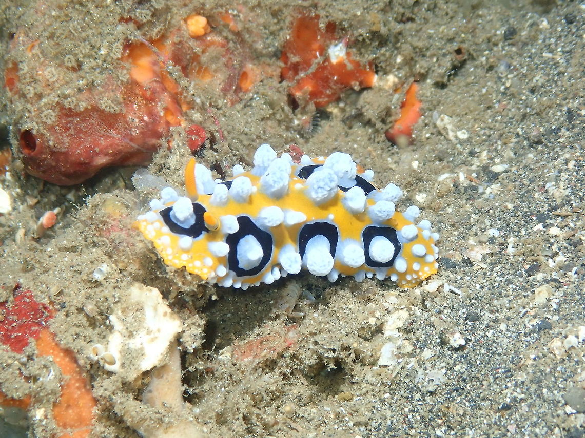 Phyllidia ocellata Nudi Falls, Lembeh. Geotagged,Indonesia,Ocellate Phyllidia,Phyllidia ocellata,Spring