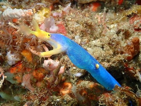 Ribbon Eel - Rhinomuraena quaesita Nudi Falls, Lembeh Geotagged,Indonesia,Rhinomuraena quaesita,Ribbon eel,Spring