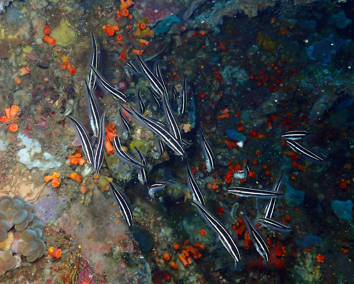 Plotosus lineatus Nudi Falls, Lembeh. Geotagged,Indonesia,Plotosus lineatus,Spring,Striped eel catfish