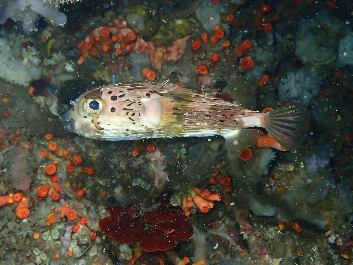 Diodon holocanthus Nudi Falls, Lembeh. Diodon holocanthus,Geotagged,Indonesia,Longspined porcupinefish,Spring