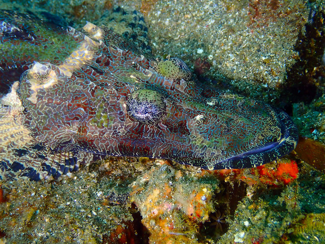 Beaufort's flathead- Cymbacephalus beauforti Nudi Falls, Lembeh.<br />
<figure class="photo"><a href="https://www.jungledragon.com/image/76554/beauforts_flathead-_cymbacephalus_beauforti.html" title="Beaufort&#039;s flathead- Cymbacephalus beauforti"><img src="https://s3.amazonaws.com/media.jungledragon.com/images/2298/76554_thumb.JPG?AWSAccessKeyId=05GMT0V3GWVNE7GGM1R2&Expires=1759968010&Signature=githXfOZ7jVF9pScB3UD1fESvIs%3D" width="122" height="152" alt="Beaufort&#039;s flathead- Cymbacephalus beauforti Nudi Falls, Lembeh. Cymbacephalus beauforti,Geotagged,Indonesia,Spring" /></a></figure> Cymbacephalus beauforti,Geotagged,Indonesia,Spring