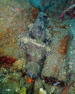 Beaufort's flathead- Cymbacephalus beauforti Nudi Falls, Lembeh. Cymbacephalus beauforti,Geotagged,Indonesia,Spring