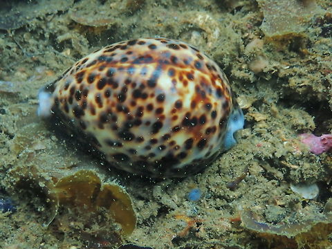 Cypraea tigris Nudi Falls, Lembeh. Cypraea tigris,Geotagged,Indonesia,Spring,Tiger cowrie