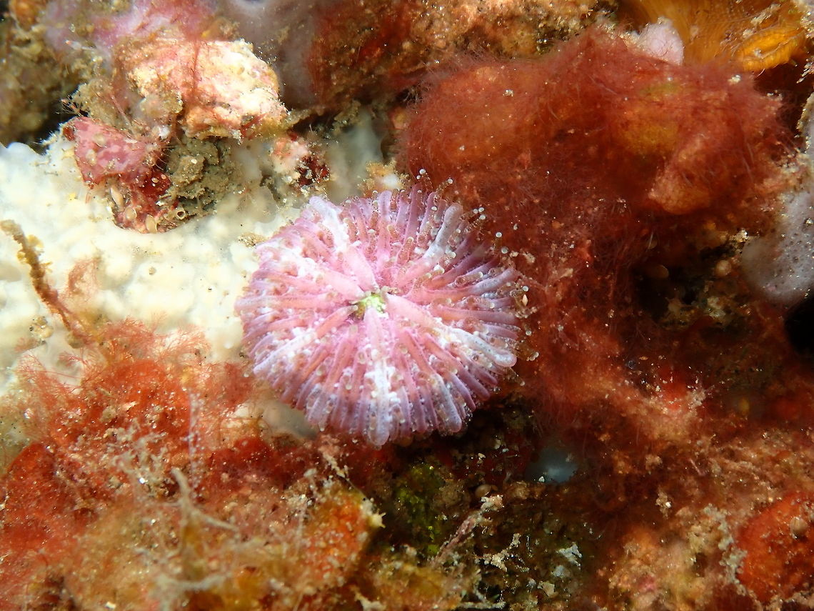 Cycloseris -Fungiidae coral Nudi Falls, Lembeh.<br />
Extracted from Wikipedia:<br />
Cycloseris is a genus of solitary disc corals in the family Fungiidae. They are found in the Indo-Pacific. They inhabit the lower reef slopes, and the areas between reefs with soft sediments. They tolerate turbid waters.<br />
Description<br />
Corals in the genus Cycloseris are mostly solitary and free living, some attaining 10 centimetres (3.9 in) in diameter. The discs are either round or oval and the central mouth, which is surrounded by tentacles, may be a slit. The polyp sits in a calcareous cup, the corallite, and only extends its tentacles to feed at night. The septa are vertical skeletal elements inside the corallite wall and the costae unite the septae at the base. In the genus Cycloseris, both are thick but have fine teeth and are characteristic of the different species. Cycloseris can be confused with specimens of the related genus Fungia but the former are always free living, even as juveniles, while the latter bear a scar showing where they were attached when young.  Cycloseris,Fungiidae,Geotagged,Indonesia,Lembeh,Spring,coral,coral fungus