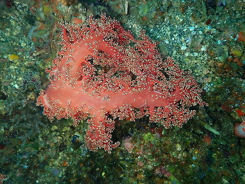Carnation Coral - Dendronephthya sp. Nudi Falls, Lembeh. Dendronephtya,Geotagged,Indonesia,Lembeh,Spring,coral