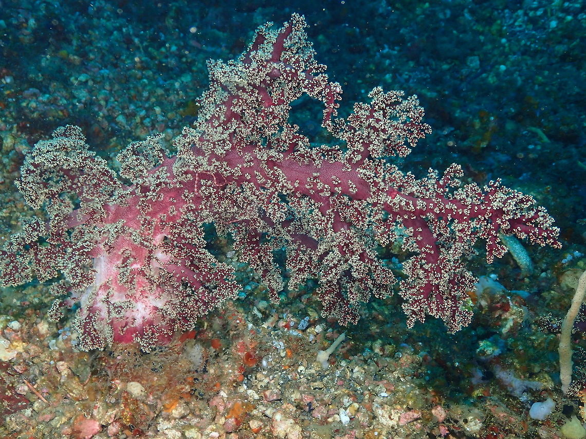 Carnation Coral - Dendronephthya sp. Nudi Falls, Lembeh. Dendronephtya,Geotagged,Indonesia,Lembeh,Spring,coral
