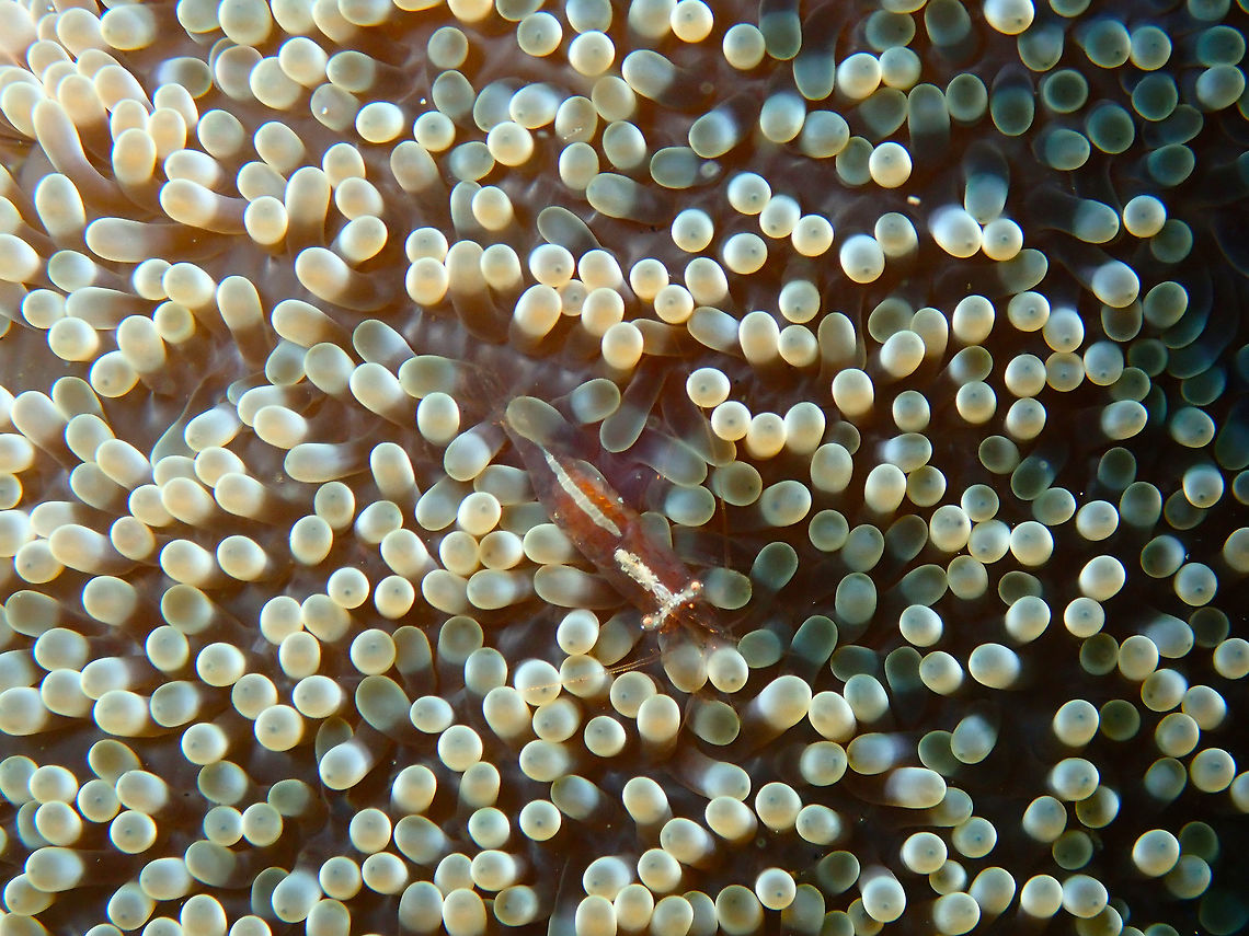 Ornate Anemone Shrimp - Actinimenes ornatus Air Prang, Lembeh. Actinimenes ornatus,Geotagged,Indonesia,Ornate anemone shrimp,Spring