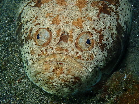 Whitemargin stargazer Air Prang, Lembeh.
Info extracted from:https://www.twofishdivers.com/2017/10/stargazer-mesmerizes-in-lembeh/
"The Stargazer likes to bury itself in the sand, leaving only his mouth and eyes out to spot and capture his prey which are Fish, Octopus and Squid. Aside from being able to camouflage themselves cleverly in the sand, they also have electric organs just behind their eyes which they use as a defense mechanism. These organs can discharge up to 50 volts, depending on the water temperature, so they are not to be fooled with!"
https://www.jungledragon.com/image/76592/reticulate_stargazer_-_dactyloscopus_foraminosus.html
https://www.jungledragon.com/image/76593/reticulate_stargazer_-_dactyloscopus_foraminosus.html Geotagged,Indonesia,Spring,Uranoscopus sulphureus,Whitemargin stargazer