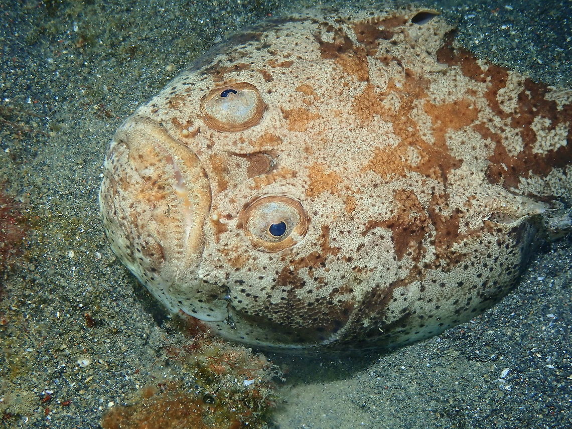 Whitemargin stargazer - Uranoscopus sulphureus Air Prang, Lembeh. Geotagged,Indonesia,Spring,Uranoscopus sulphureus,Whitemargin stargazer