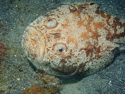 Whitemargin stargazer - Uranoscopus sulphureus Air Prang, Lembeh. Geotagged,Indonesia,Spring,Uranoscopus sulphureus,Whitemargin stargazer