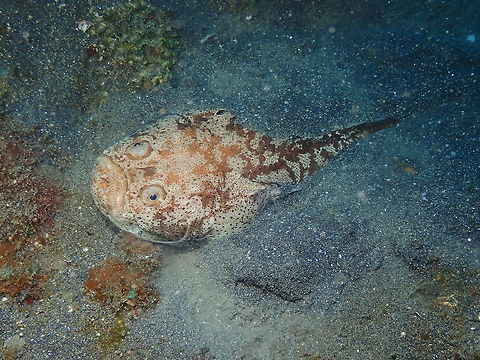 Whitemargin stargazer - Uranoscopus sulphureus Air Prang, Lembeh. Geotagged,Indonesia,Spring,Uranoscopus sulphureus,Whitemargin stargazer