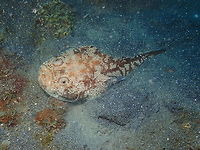Whitemargin stargazer - Uranoscopus sulphureus Air Prang, Lembeh. Geotagged,Indonesia,Spring,Uranoscopus sulphureus,Whitemargin stargazer