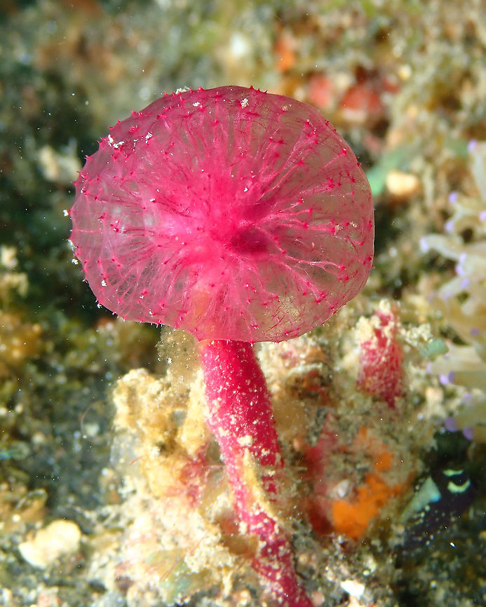 Pink Puff Ball Sponge - Oceanapia sagitaria Air Prang, Lembeh.<br />
Some info here:<br />
<a href="http://www.wildsingapore.com/wildfacts/porifera/oceanapia.htm" rel="nofollow">http://www.wildsingapore.com/wildfacts/porifera/oceanapia.htm</a> Geotagged,Indonesia,Oceanapia sagittaria,Spring
