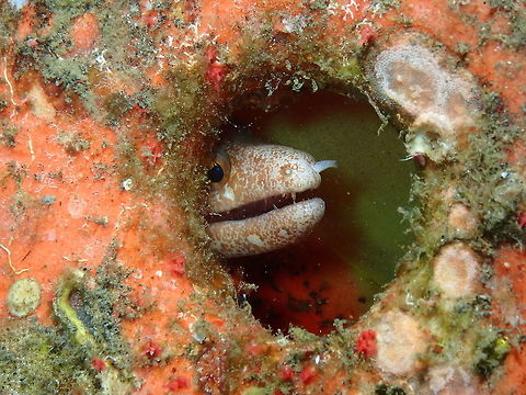 Barred-Fin Moray (Gymnothorax zonipectis) Air Prang, Lembeh.
https://www.jungledragon.com/image/76940/barred-fin_moray_gymnothorax_zonipectis.html Barred-fin moray,Geotagged,Gymnothorax zonipectis,Indonesia,Spring