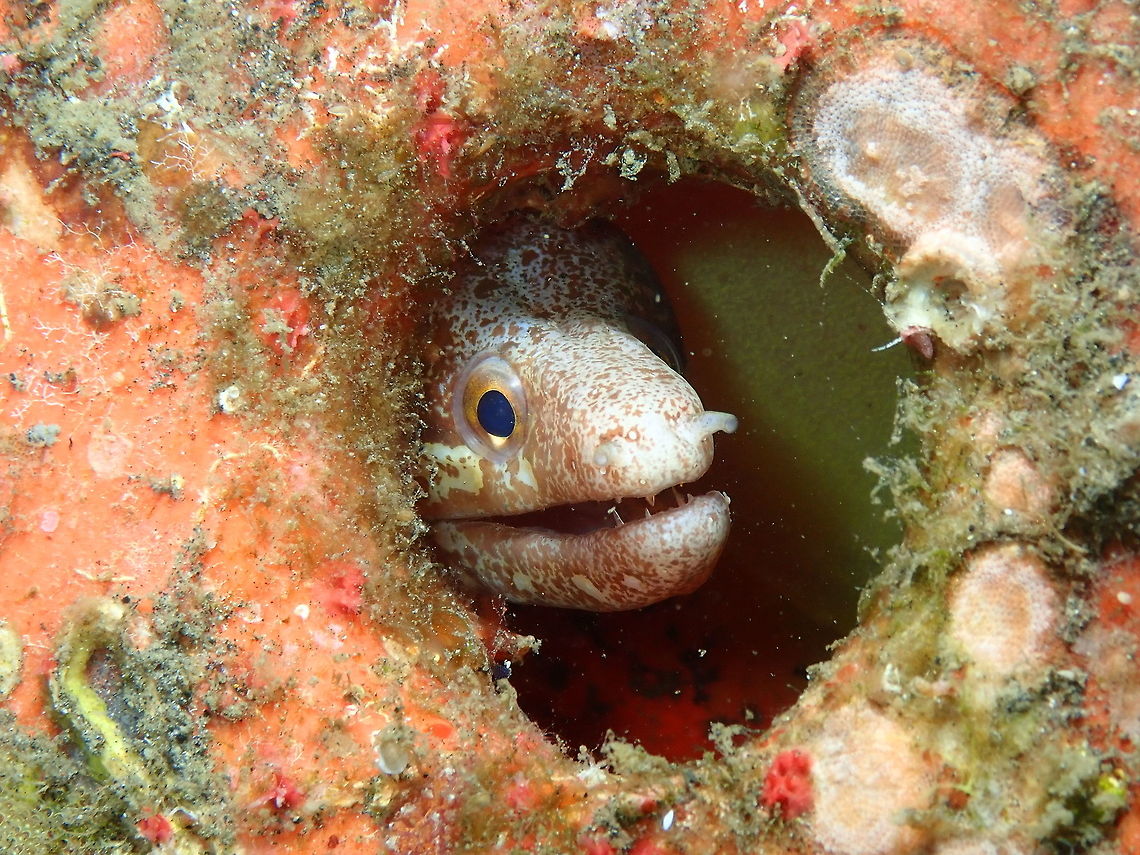 Barred-Fin Moray (Gymnothorax zonipectis) Air Prang, Lembeh. A bit more of the face (it was a shy moray) Barred-fin moray,Geotagged,Gymnothorax zonipectis,Indonesia,Spring