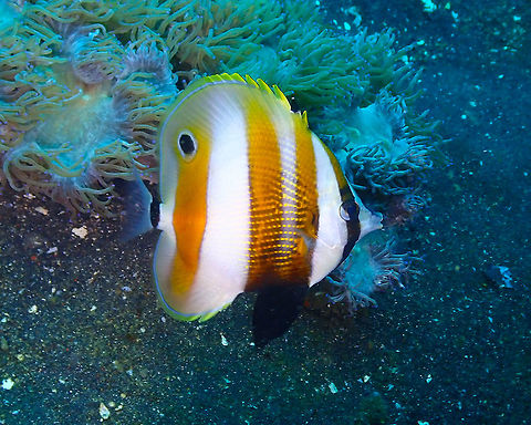 Orange-Banded Coralfish (Coradion chrysozonus) Air Prang, Lembeh. Coradion chrysozonus,Geotagged,Indonesia,Orange-Banded Coralfish,Spring