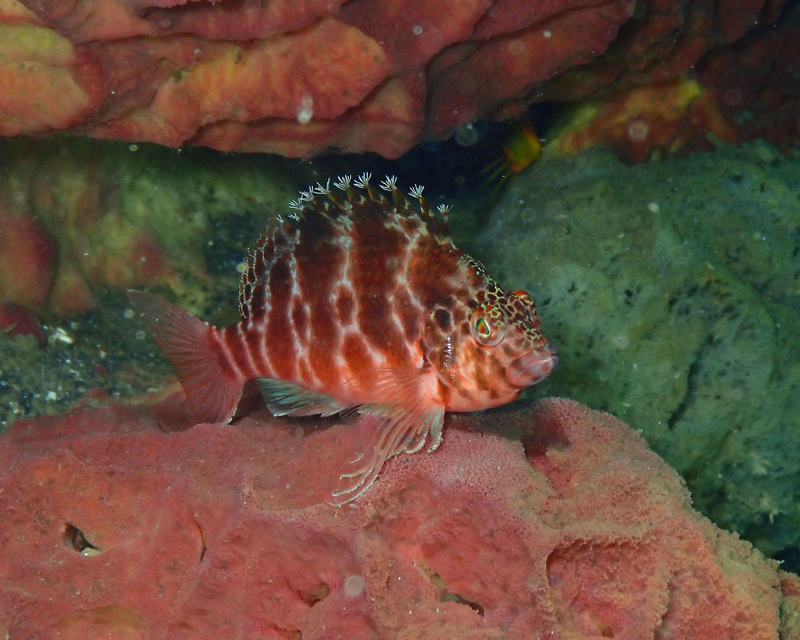 Spotted hawkfish - Cirrhitichthys aprinus Air Prang, Lembeh. Cirrhitichthys aprinus,Geotagged,Indonesia,Spotted hawkfish,Spring