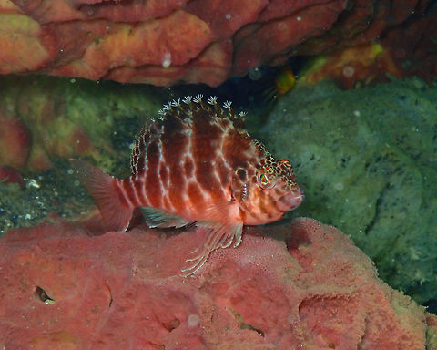 Spotted hawkfish - Cirrhitichthys aprinus Air Prang, Lembeh. Cirrhitichthys aprinus,Geotagged,Indonesia,Spotted hawkfish,Spring