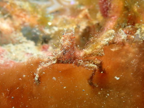 Orangutan crab - Achaeus japonicus Air Prang, Lembeh. Achaeus japonicus,Geotagged,Indonesia,Orang-utan crab,Spring