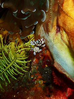 Sexy Shrimp- Thor amboinensis Air Prang, Lembeh.
I never get tired of these tiny beauties! Geotagged,Indonesia,Sexy shrimp,Spring,Thor amboinensis