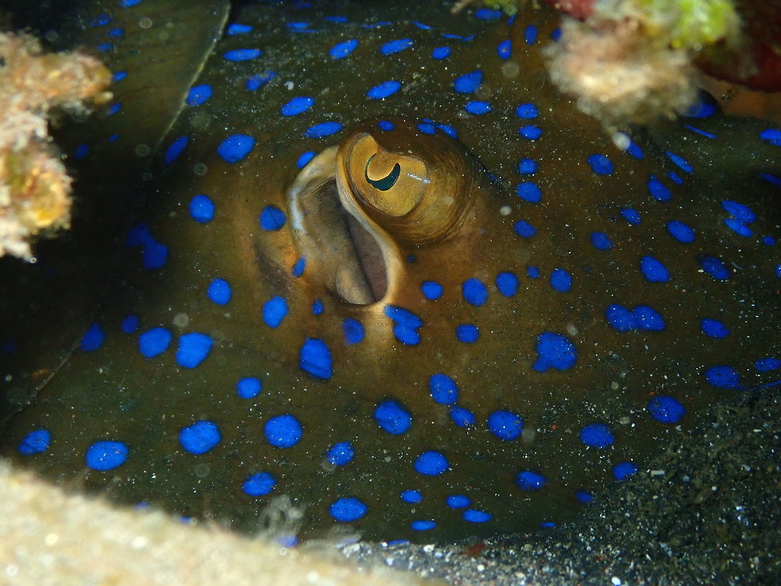 Bluespotted Ribbontail Ray (Taeniura lymma) Air Prang, Lembeh.<br />
<figure class="photo"><a href="https://www.jungledragon.com/image/77004/bluespotted_ribbontail_ray_taeniura_lymma_-_very_well_hidden.html" title="Bluespotted Ribbontail Ray (Taeniura lymma) - Very well hidden"><img src="https://s3.amazonaws.com/media.jungledragon.com/images/2298/77004_thumb.JPG?AWSAccessKeyId=05GMT0V3GWVNE7GGM1R2&Expires=1759968010&Signature=SipZWY0sWPYlpqSCQ12fx76BIkU%3D" width="200" height="150" alt="Bluespotted Ribbontail Ray (Taeniura lymma) - Very well hidden Air Prang, Lembeh. Geotagged,Indonesia,Spring,Taeniura lymma,bluespotted ribbontail ray" /></a></figure> Geotagged,Indonesia,Spring,Taeniura lymma,bluespotted ribbontail ray