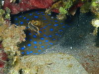 Bluespotted Ribbontail Ray (Taeniura lymma) - Very well hidden Air Prang, Lembeh. Geotagged,Indonesia,Spring,Taeniura lymma,bluespotted ribbontail ray