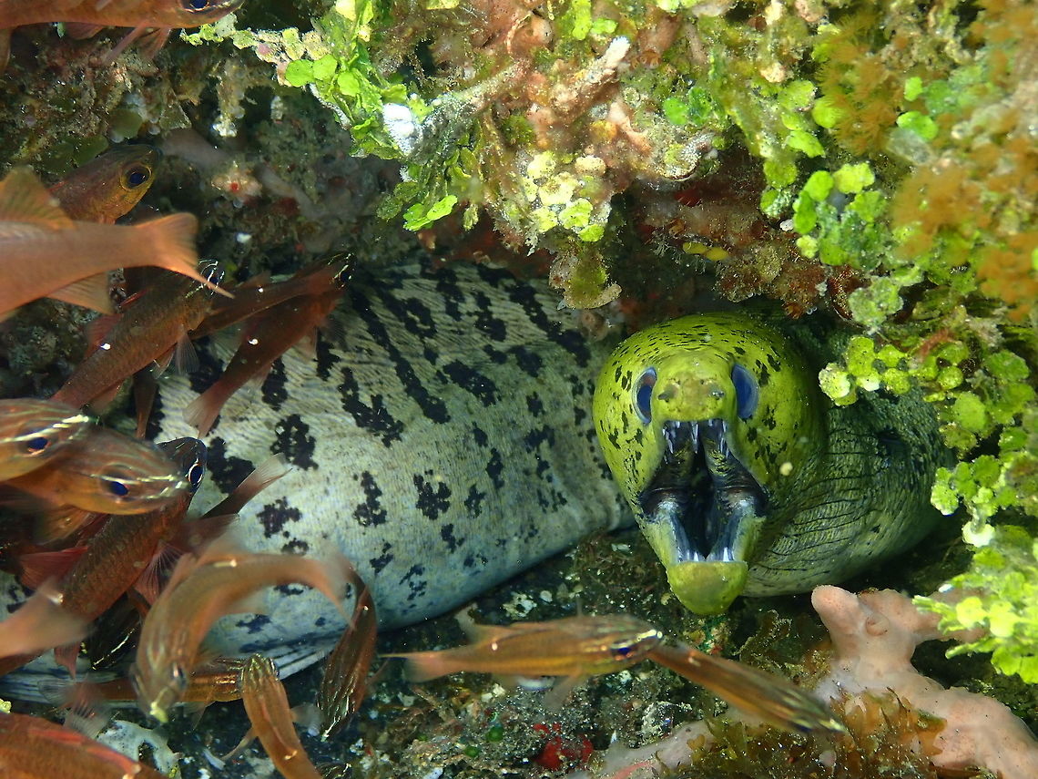 Fimbriated moray - Gymnothorax fimbriatus Air Prang, Lembeh.<br />
This fimbriated moray was covered in a cloud of cardinalfishes. I wonder if they realize they are food at doorstep :-)<br />
<figure class="photo"><a href="https://www.jungledragon.com/image/77068/fimbriated_moray_-_gymnothorax_fimbriatus.html" title="Fimbriated moray - Gymnothorax fimbriatus"><img src="https://s3.amazonaws.com/media.jungledragon.com/images/2298/77068_thumb.JPG?AWSAccessKeyId=05GMT0V3GWVNE7GGM1R2&Expires=1759968010&Signature=je7059wQubA%2FE%2F0XBpRZt8cNPdQ%3D" width="200" height="150" alt="Fimbriated moray - Gymnothorax fimbriatus Air Prang, Lembeh. I think by this picture she was more curious than afraid of the flashes. Fimbriated moray,Geotagged,Gymnothorax fimbriatus,Indonesia,Spring" /></a></figure> Fimbriated moray,Geotagged,Gymnothorax fimbriatus,Indonesia,Spring