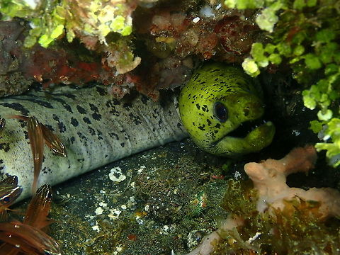 Fimbriated moray - Gymnothorax fimbriatus Air Prang, Lembeh. I think by this picture she was more curious than afraid of the flashes. Fimbriated moray,Geotagged,Gymnothorax fimbriatus,Indonesia,Spring