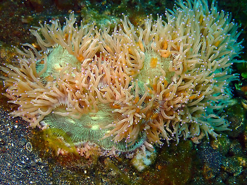 Elegance Coral - Catalaphyllia jardinei Air Prang, Lembeh. Catalaphyllia jardinei,Elegance coral,Geotagged,Indonesia,Spring