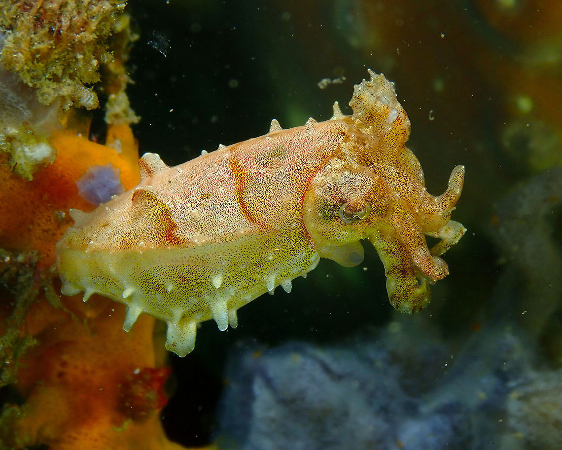 Dwarf cuttlefish - Sepia bandensis Air Prang, Lembeh. Geotagged,Indonesia,Sepia bandensis,Spring,Stumpy-spined cuttlefish