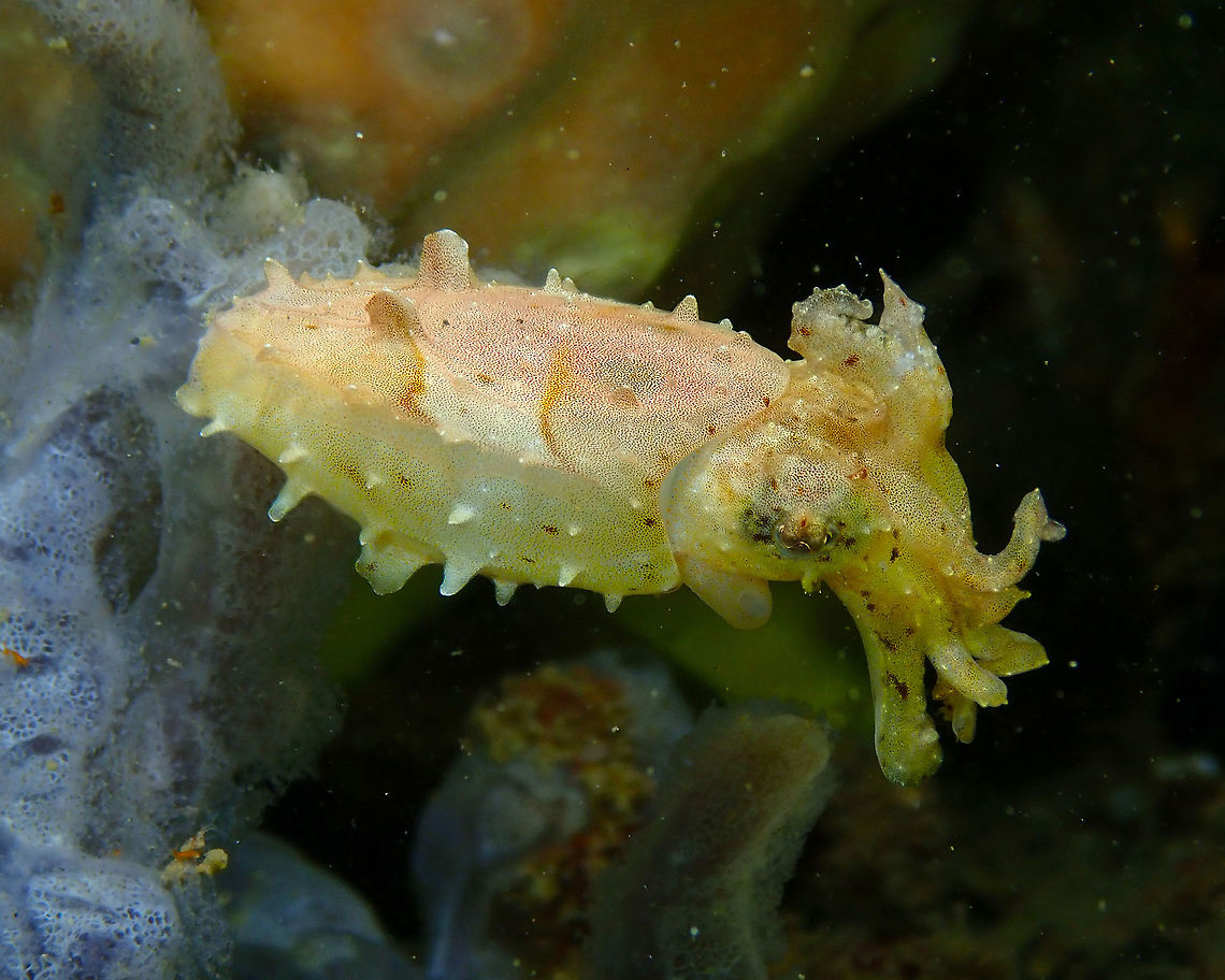 Dwarf cuttlefish - Sepia bandensis Air Prang, Lembeh.<br />
To answer Albert&#039;s inquiry:<br />
Night dive, Saturday night fever. She was walking on Prada highheels but left them behind when she saw me!!!!!<br />
 Dwarf cuttlefish,Geotagged,Indonesia,Sepia bandensis,Spring