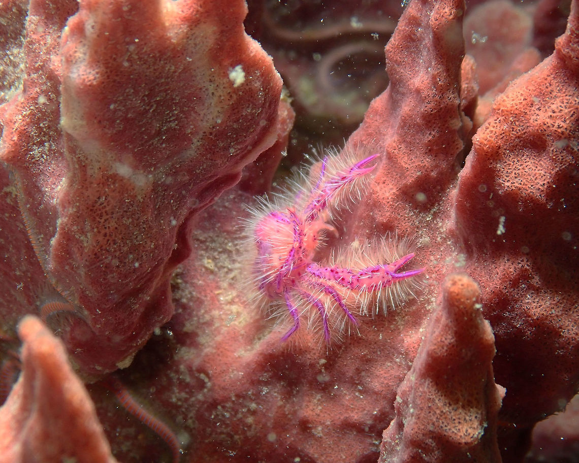 Hairy squat lobster (Lauriea siagiani) Air Prang, Lembeh.<br />
<figure class="photo"><a href="https://www.jungledragon.com/image/77102/hairy_squat_lobster_lauriea_siagiani.html" title="Hairy squat lobster (Lauriea siagiani)"><img src="https://s3.amazonaws.com/media.jungledragon.com/images/2298/77102_thumb.JPG?AWSAccessKeyId=05GMT0V3GWVNE7GGM1R2&Expires=1759968010&Signature=UwfIm94EwD%2B9Htv7f6qUpiCgbjA%3D" width="200" height="150" alt="Hairy squat lobster (Lauriea siagiani) Air Prang, Lembeh. Geotagged,Hairy squat lobster,Indonesia,Lauriea siagiani,Spring" /></a></figure> Geotagged,Hairy squat lobster,Indonesia,Lauriea siagiani,Spring