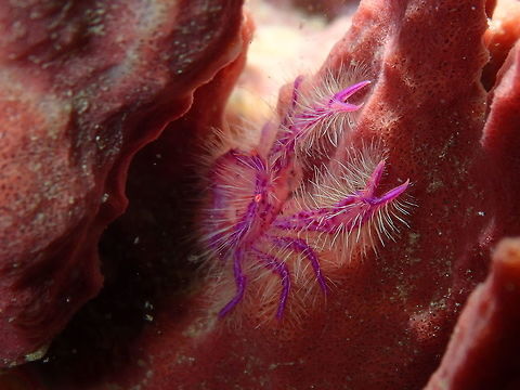 Hairy squat lobster (Lauriea siagiani) Air Prang, Lembeh. Geotagged,Hairy squat lobster,Indonesia,Lauriea siagiani,Spring