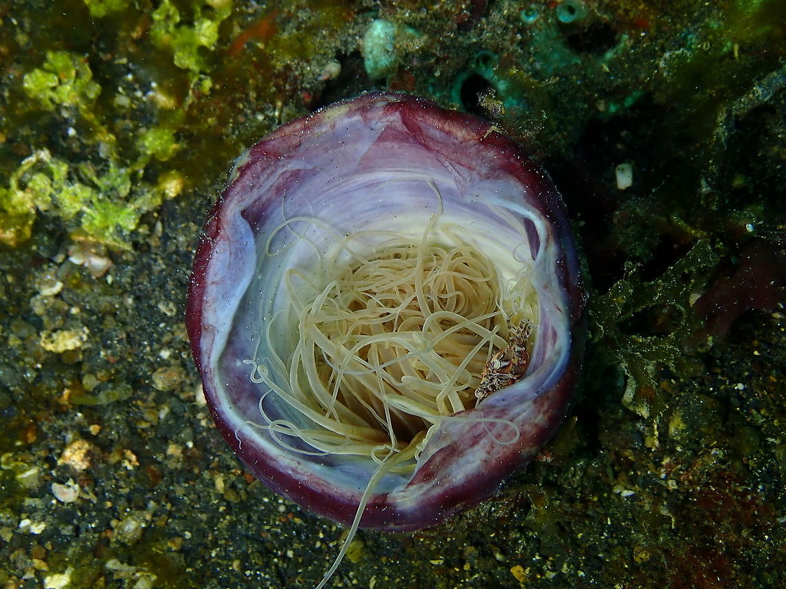 Harlequin Crab (Lissocarcinus laevis) in Lavender tube anemone (Cerianthus sp.6) Air Prang, Lembeh.<br />
<figure class="photo"><a href="https://www.jungledragon.com/image/77104/harlequin_crab_lissocarcinus_laevis_in_lavender_tube_anemone_cerianthus_sp.6.html" title="Harlequin Crab (Lissocarcinus laevis) in Lavender tube anemone (Cerianthus sp.6)"><img src="https://s3.amazonaws.com/media.jungledragon.com/images/2298/77104_thumb.JPG?AWSAccessKeyId=05GMT0V3GWVNE7GGM1R2&Expires=1759968010&Signature=8HJLheGFqwe5pT2fkC5Q%2FXyChDw%3D" width="200" height="150" alt="Harlequin Crab (Lissocarcinus laevis) in Lavender tube anemone (Cerianthus sp.6) Air Prang, Lembeh. Geotagged,Harlequin crab,Indonesia,Lissocarcinus laevis,Spring" /></a></figure> Geotagged,Harlequin crab,Indonesia,Lissocarcinus laevis,Spring