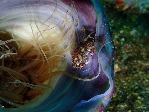 Harlequin Crab (Lissocarcinus laevis) in Lavender tube anemone (Cerianthus sp.6) Air Prang, Lembeh. Geotagged,Harlequin crab,Indonesia,Lissocarcinus laevis,Spring