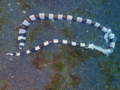 A casualty...Dead Snake Eel -Myrichthys colubrinus Air Prang, Lembeh. Probably attacked by another eel or perhaps a bigger fish. Geotagged,Harlequin Snake Eel,Indonesia,Myrichthys colubrinus,Spring