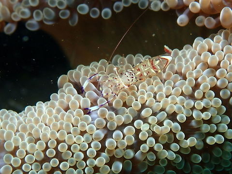 Ancylomenes holthuisi Air Prang, Lembeh. Ancylomenes holthuisi,Geotagged,Holthuis' Shrimp,Indonesia,Spring