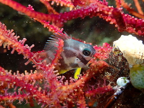 Amblyglyphidodon aureus in night coloration Mandarin House Reef, Lembeh. Juvenile, in the good company of a hermit crab. Amblyglyphidodon aureus,Geotagged,Golden damselfish,Indonesia,Spring