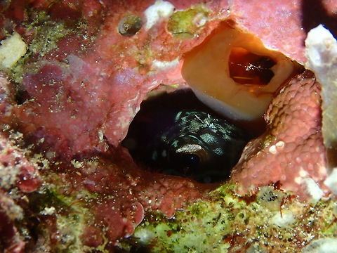Barred blenny - Cirripectes polyzona Mandarin House Reef, Lembeh. Cirripectes polyzona,Geotagged,Indonesia,Spring