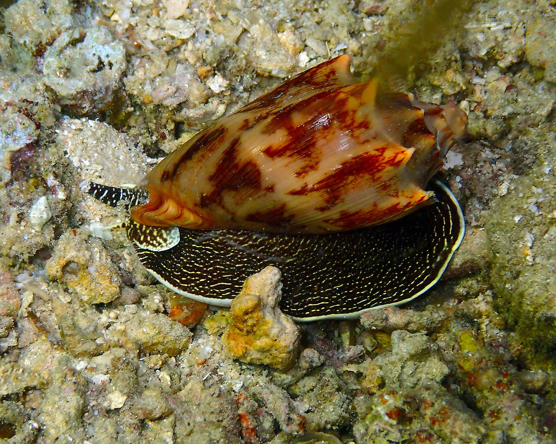 Bat volute - Cymbiola vespertilio Mandarin House Reef, Lembeh. Bat volute,Cymbiola vespertilio