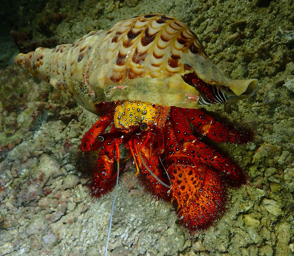 White-spotted hermit crab - Dardanus megistos Mandarin House Reef, Lembeh. The largest hermit crab I have found so far!<br />
Max length: 20 cm and can live up to 30 years!<br />
<a href="https://www.sealifebase.ca/summary/Dardanus-megistos.html" rel="nofollow">https://www.sealifebase.ca/summary/Dardanus-megistos.html</a> Dardanus megistos,Geotagged,Indonesia,Spring,White-spotted hermit crab