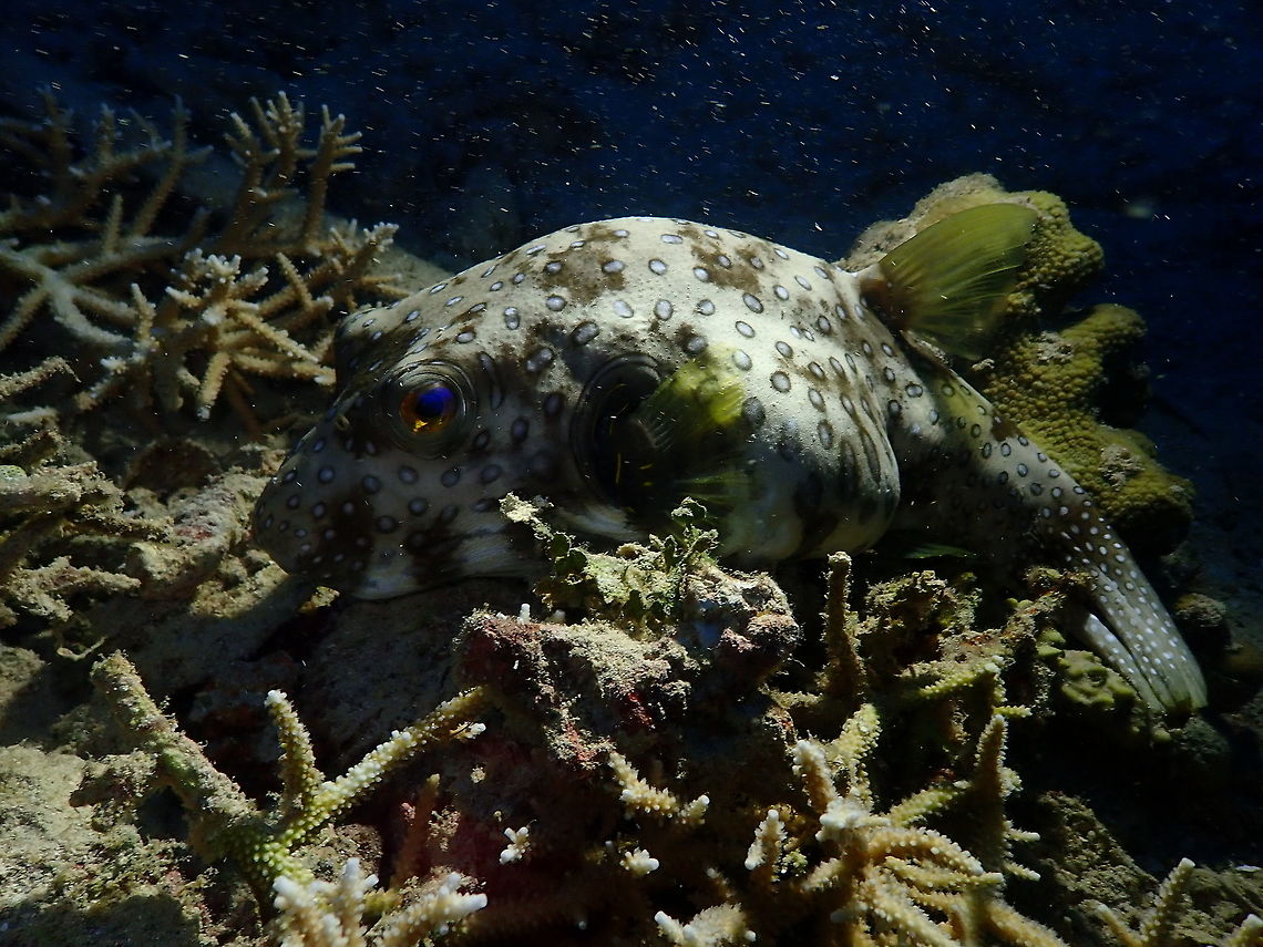 White Spotted Puffer - Arothron hispidus Mandarin House Reef, Lembeh. It was during a night dive so the illumination with the flash lights made a nice effect through the puffer&#039;s eye.<br />
<figure class="photo"><a href="https://www.jungledragon.com/image/77448/white_spotted_puffer_-_arothron_hispidus.html" title="White Spotted Puffer - Arothron hispidus"><img src="https://s3.amazonaws.com/media.jungledragon.com/images/2298/77448_thumb.JPG?AWSAccessKeyId=05GMT0V3GWVNE7GGM1R2&Expires=1759968010&Signature=ieaVo7sgryYUnNSaO7GqyaA4Ghg%3D" width="200" height="150" alt="White Spotted Puffer - Arothron hispidus Mandarin House Reef, Lembeh. The same puffer, with more illumination. Arothron hispidus,Geotagged,Indonesia,Spring,White-spotted puffer" /></a></figure> Arothron hispidus,Geotagged,Indonesia,Spring,White-spotted puffer