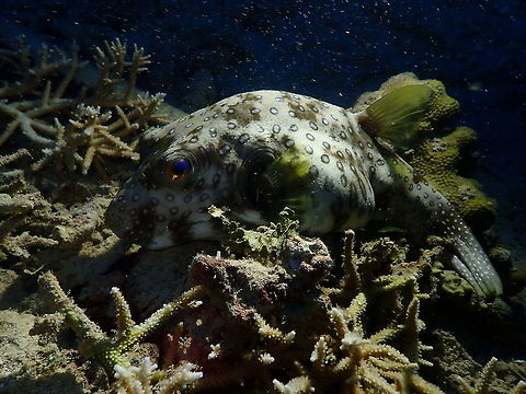 White Spotted Puffer - Arothron hispidus Mandarin House Reef, Lembeh. It was during a night dive so the illumination with the flash lights made a nice effect through the puffer's eye.
https://www.jungledragon.com/image/77448/white_spotted_puffer_-_arothron_hispidus.html Arothron hispidus,Geotagged,Indonesia,Spring,White-spotted puffer