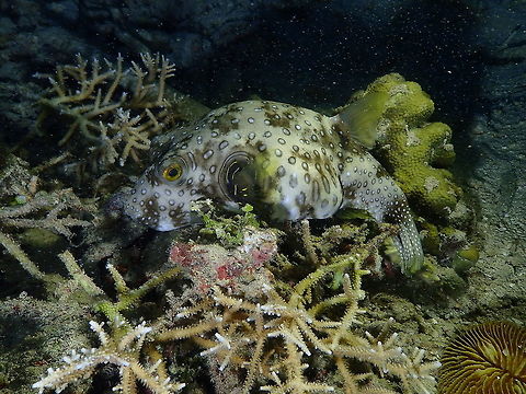 White Spotted Puffer - Arothron hispidus Mandarin House Reef, Lembeh. The same puffer, with more illumination. Arothron hispidus,Geotagged,Indonesia,Spring,White-spotted puffer