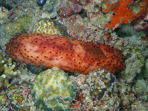 Sea Cucumber - Stichopus noctivagus Mandarin House Reef, Lembeh. Geotagged,Indonesia,Spring,Stichopus noctivagus,Stichopus_noctivagus