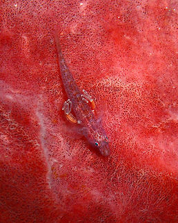 Pleurosicya labiata with parasitic copepods Air Prang, Lembeh.
https://www.jungledragon.com/image/77562/barrel_sponge_ghost_goby_-_pleurosicya_labiata.html Barrel-sponge ghostgoby,Geotagged,Indonesia,Pleurosicya labiata,Spring